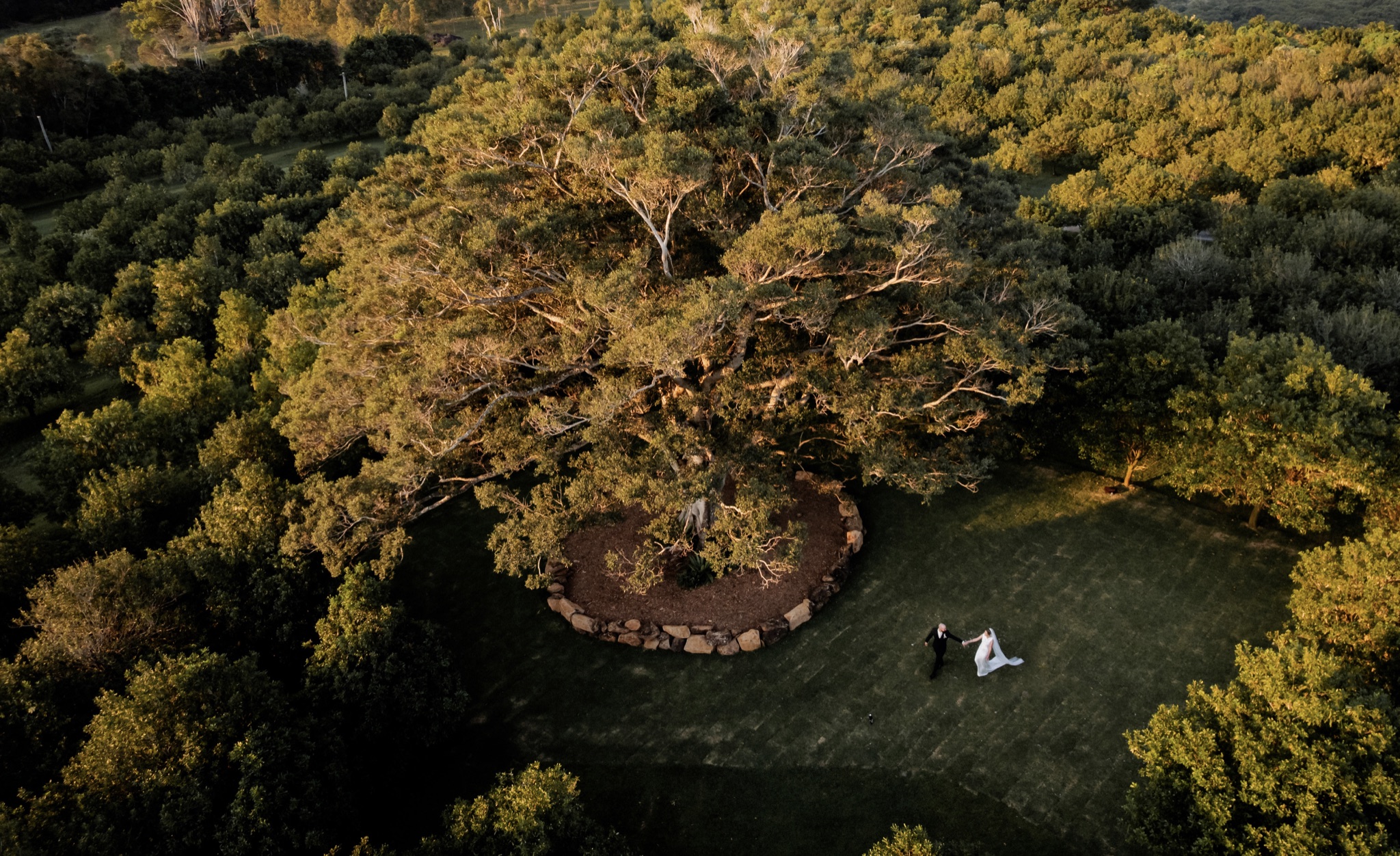 A wedding couple beneath the large Fig Tree, surrounded by Tides’ macadamia orchard in golden light.